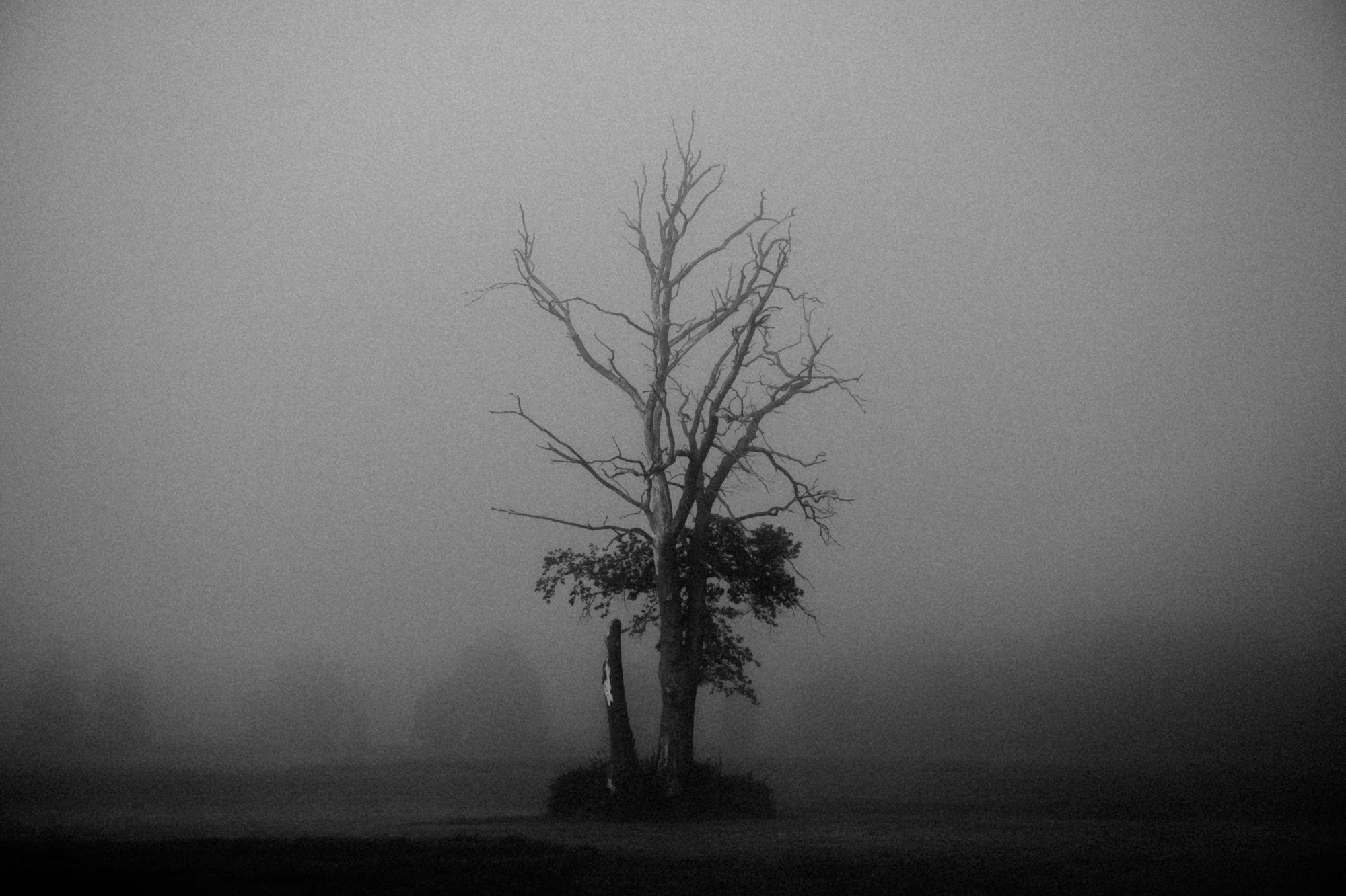 toter Baum im Nebel