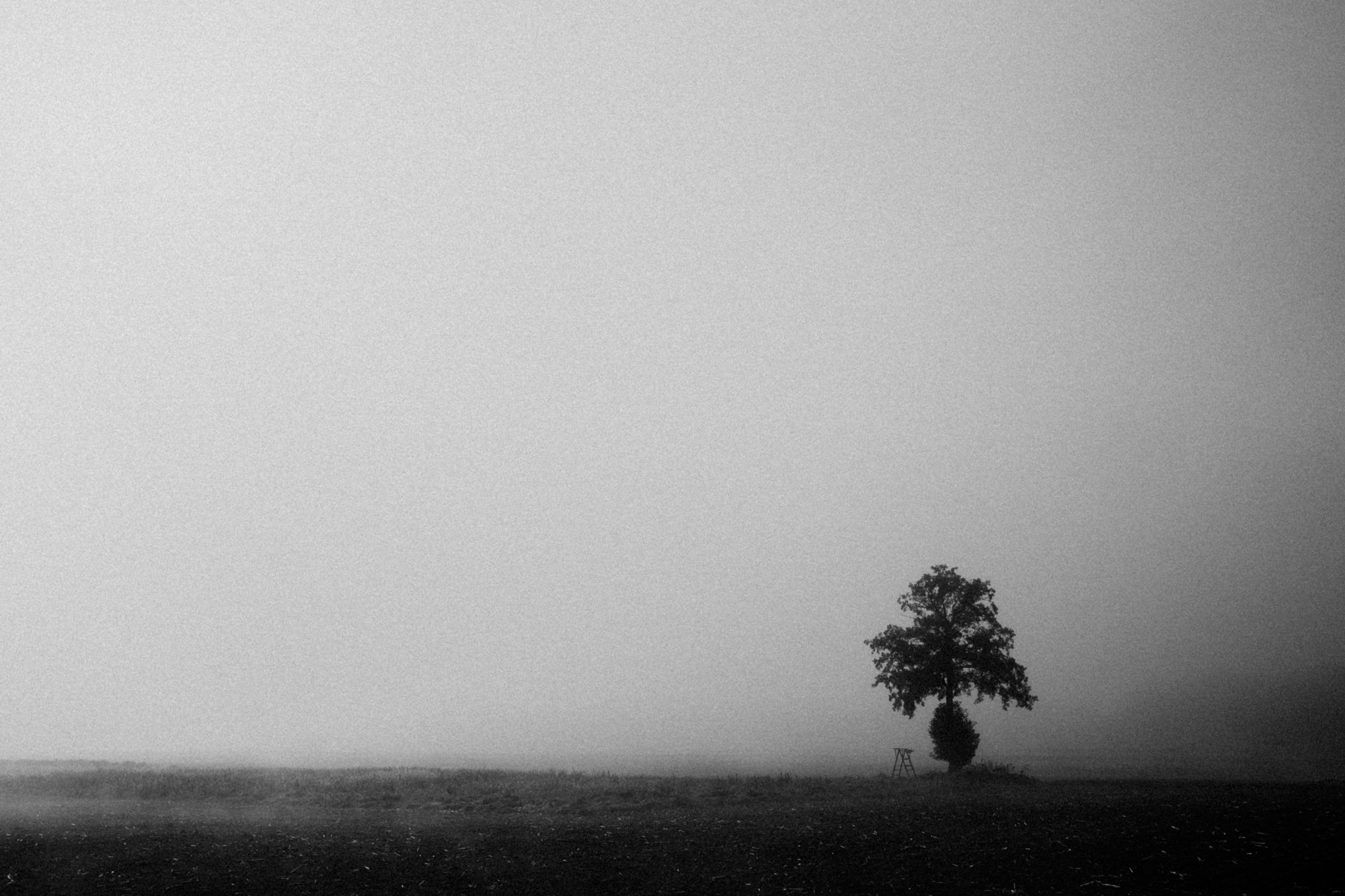 Einzelner Baum mit Hochsitz