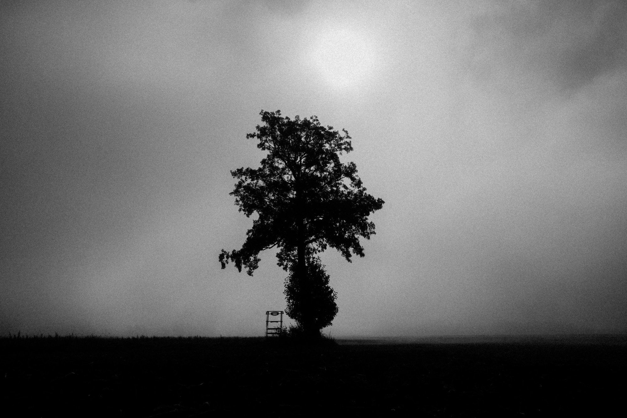 Baum mit Hochsitz - Silhouette im Nebel