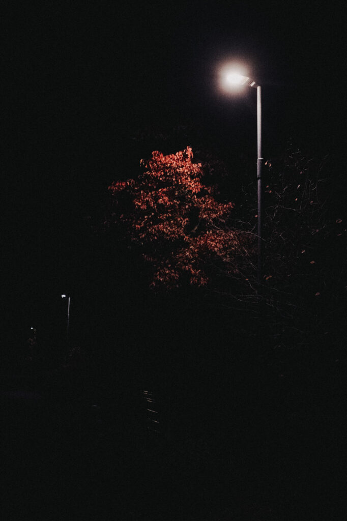 Eine Straßenlaterne beleuchtet einen herbstlich gefärbten Baum bei Nacht
