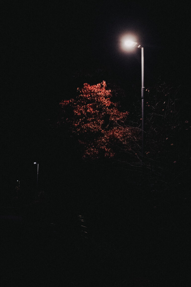 Eine Straßenlaterne beleuchtet einen herbstlich gefärbten Baum bei Nacht